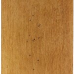 7 ssg brown maple s 2 7 ssg brown maple s 2